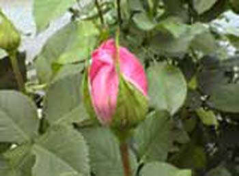 植物園の花01