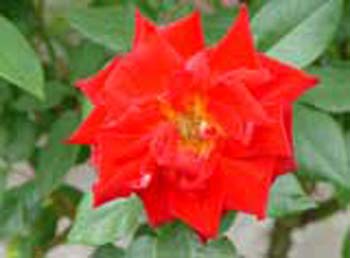 植物園の花02