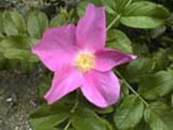 植物園の花7