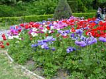 植物園の花18