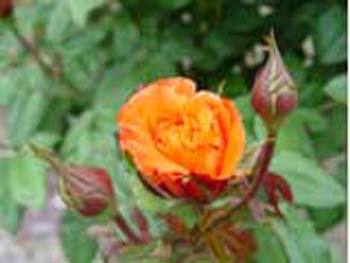 植物園の花05