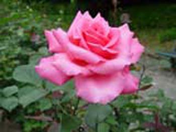 植物園の花06