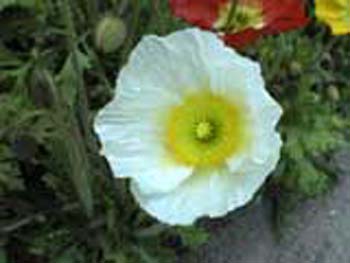 植物園の花08