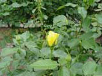 植物園の花09