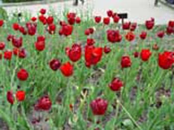 植物園の花10