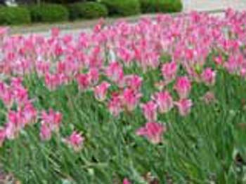 植物園の花11