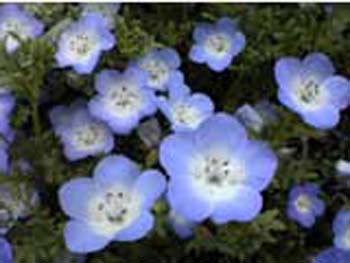 植物園の花14