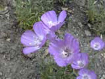 植物園の花16