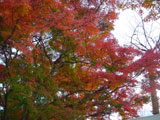 嵐山の紅葉