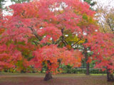 京都御苑の紅葉