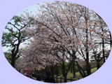 桜02