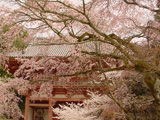 醍醐寺