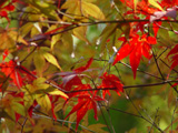 2006年紅葉