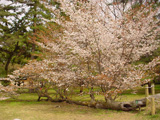 満開桜松