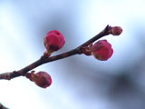 梅のつぼみ