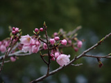 桜2007