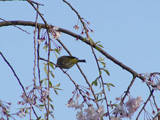 桜と鶯2007