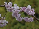 桜まだきれいです