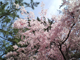 御所の桜