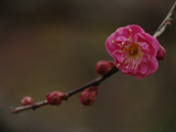 2007年梅