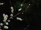 2007年白い梅