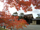 京都御苑の紅葉