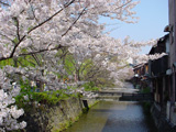 2008年白川の桜