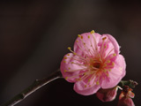 2008年梅