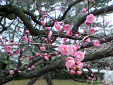 2008年京都御苑の梅