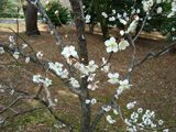 京都御苑の梅