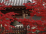 大谷本廟の紅葉