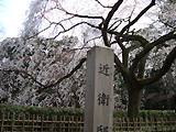 近衛邸跡しだれ桜