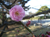 京都御苑梅一輪