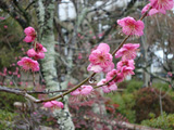 長岡天神の梅