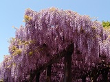 藤の花