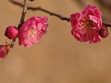 北野天満宮の梅