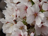 2014桜