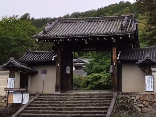 2024実相院新緑