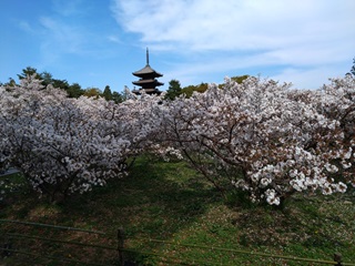 2024仁和寺御室桜