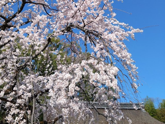 2024平野神社の桜