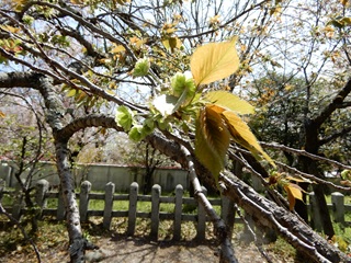 御衣黄桜