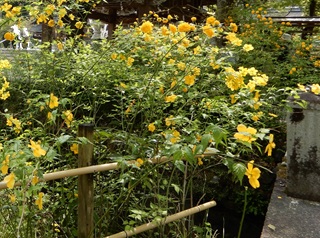 山吹